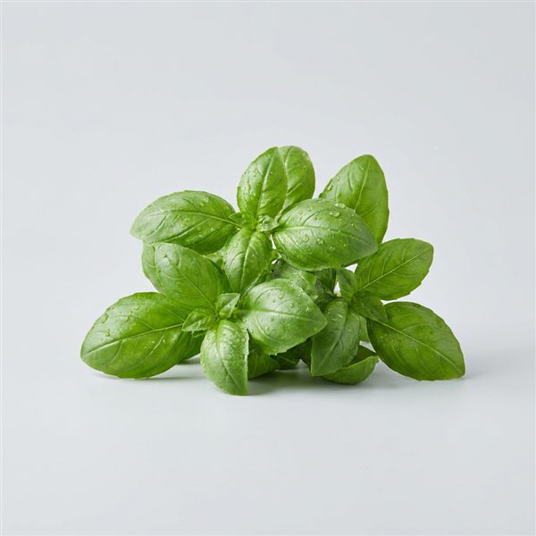 Albahaca