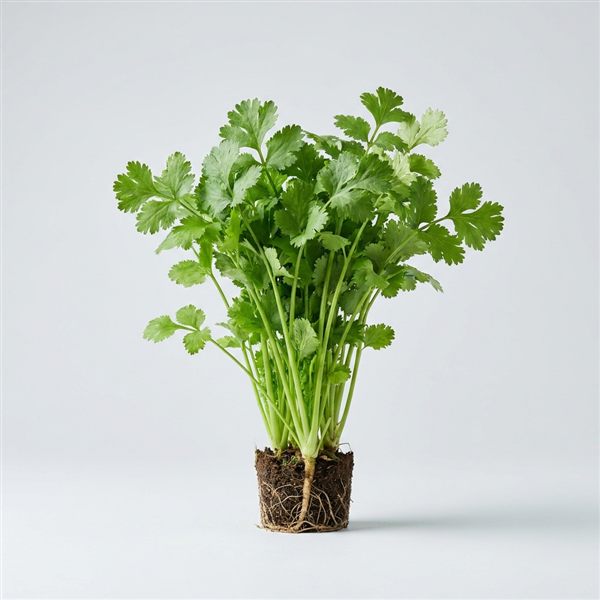 Cilantro