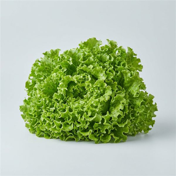 Lechuga crespa