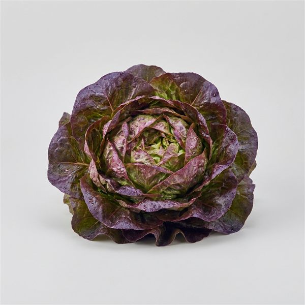Lechuga morada