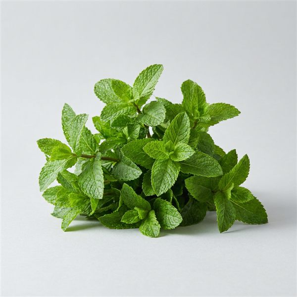 Menta
